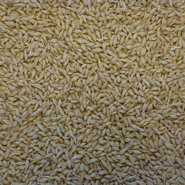 Whole Barley