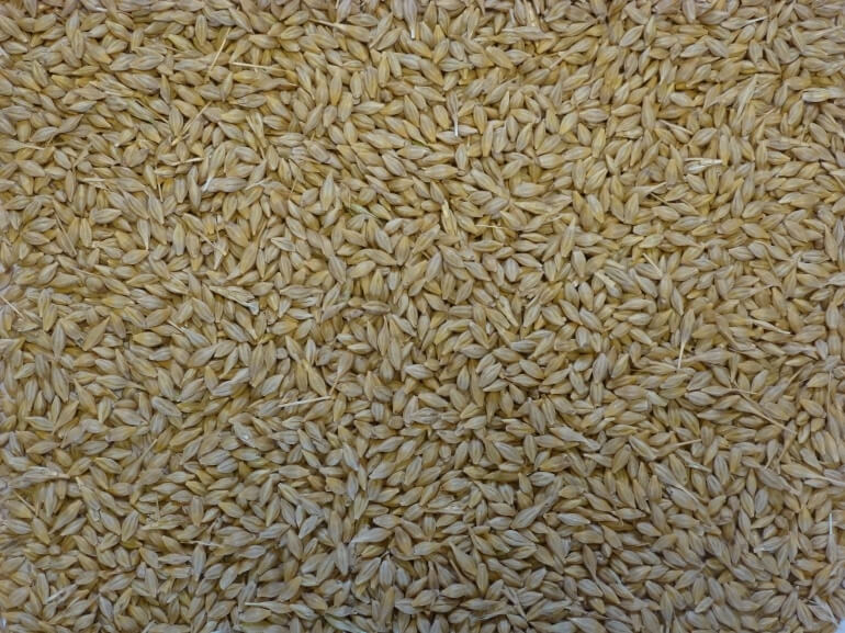 Whole Barley