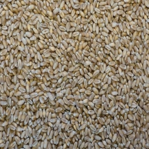 Whole Wheat