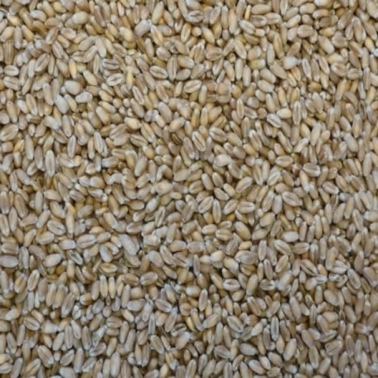 Whole Wheat