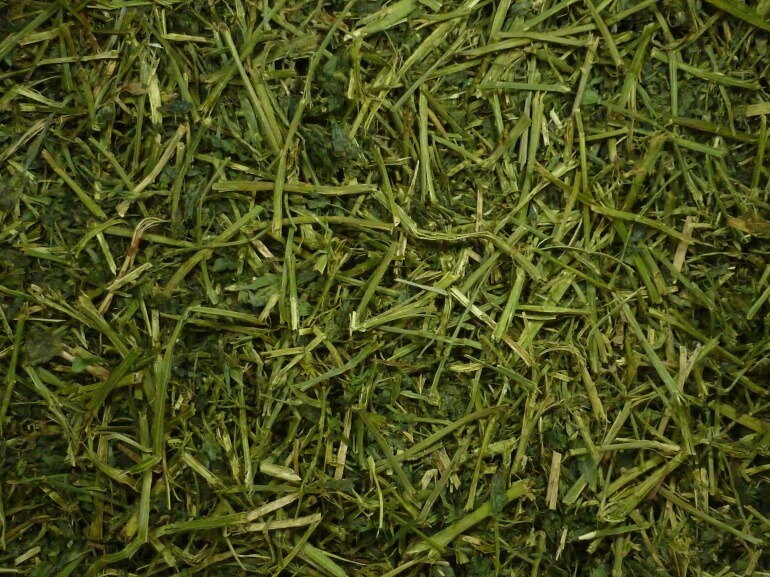 Friendly Alfalfa ReadiGrass