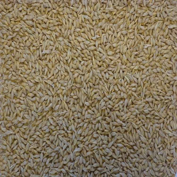 Whole Barley