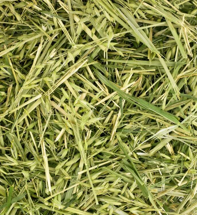 Friendly Green Oat ReadiGrass