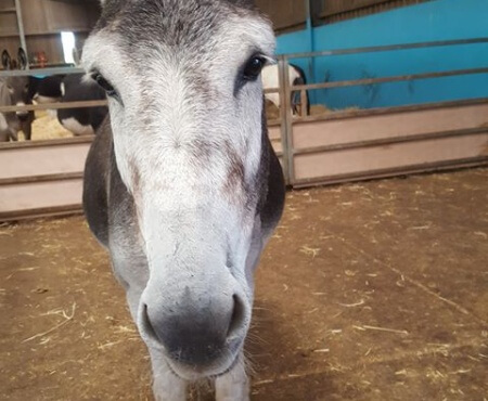 New Arrival for Bryndafydd Animal Assisted Therapy!