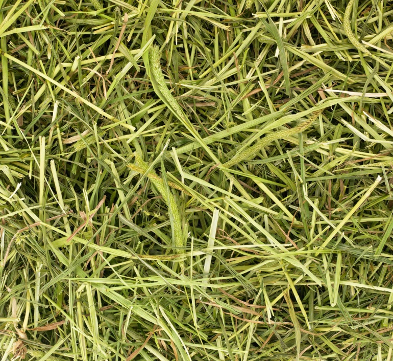 ReadiGrass
