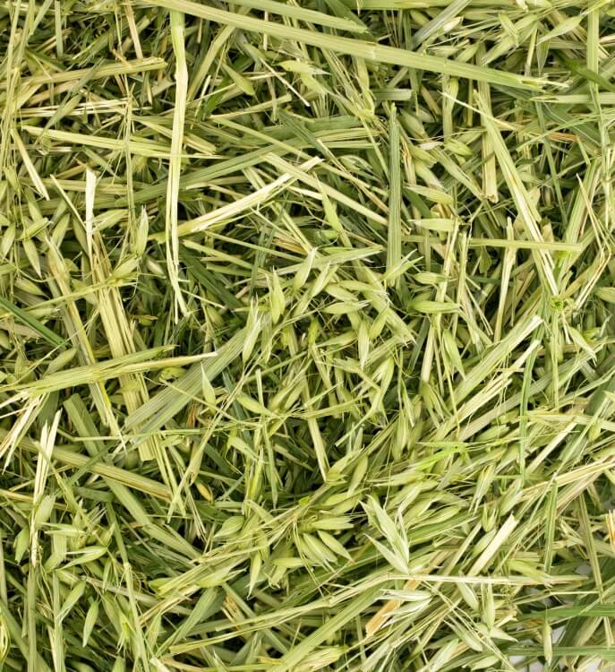 Friendly Green Oat ReadiGrass