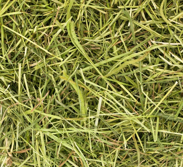 ReadiGrass - Pet