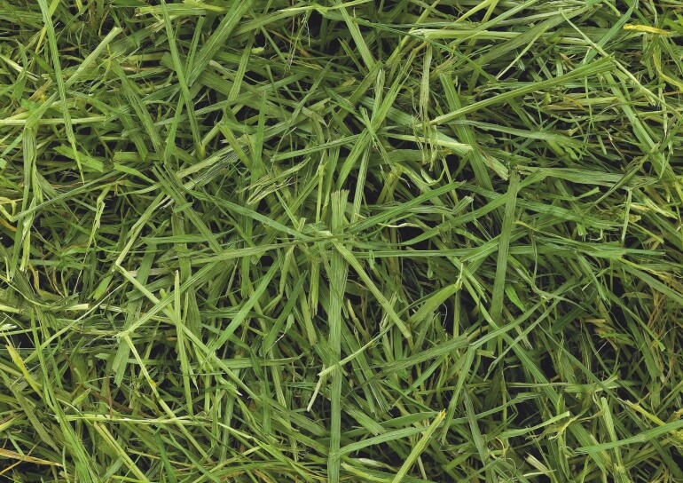 ReadiGrass